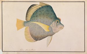Spotted Sicklefish, from Drawings of Fishes from Malacca, c.1805-18